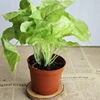 [Direct supply of the base] Viewed plant plants purify small potted flowers (A90) Golden boy combined with taro