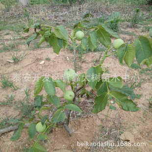 ��������جF��������  8518������  9818������