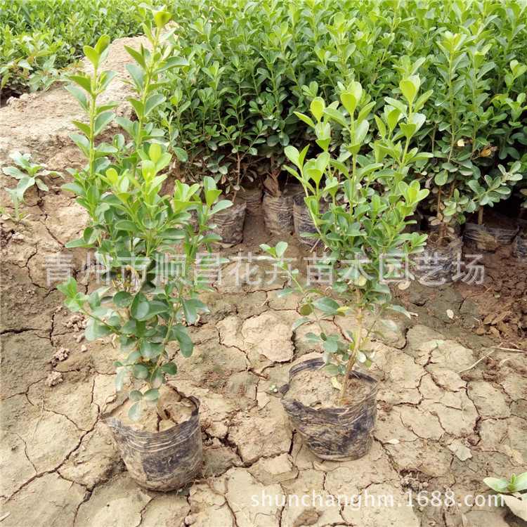 基地批发黄杨瓜子黄杨苗小叶黄杨苗彩色绿化苗木规格全瓜子黄杨