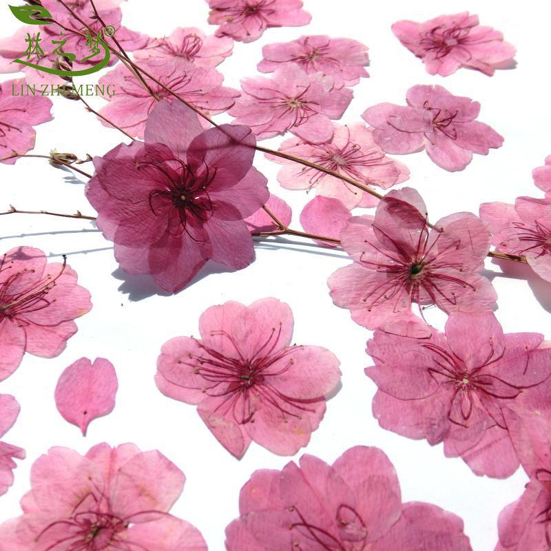Romantic cherry Pressedflower specimen diy Dried flowers Greeting cards Crystal Glue Wax children manual Decoration Materials wholesale