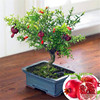 Pomegranate seeds Four Seasons Plant Potted Courtyard Watching Panjing fruit tree seed balcony flowers are easy to plant 20 capsules
