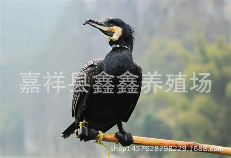 350_副本1