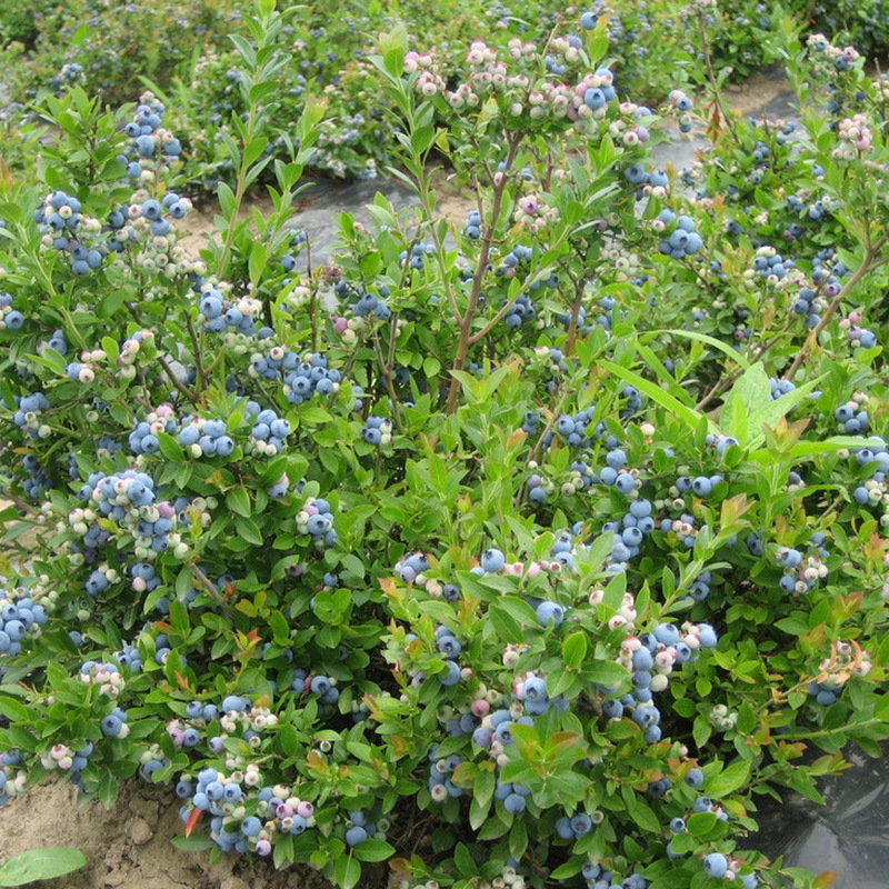 藍(lán)莓苗 (48)