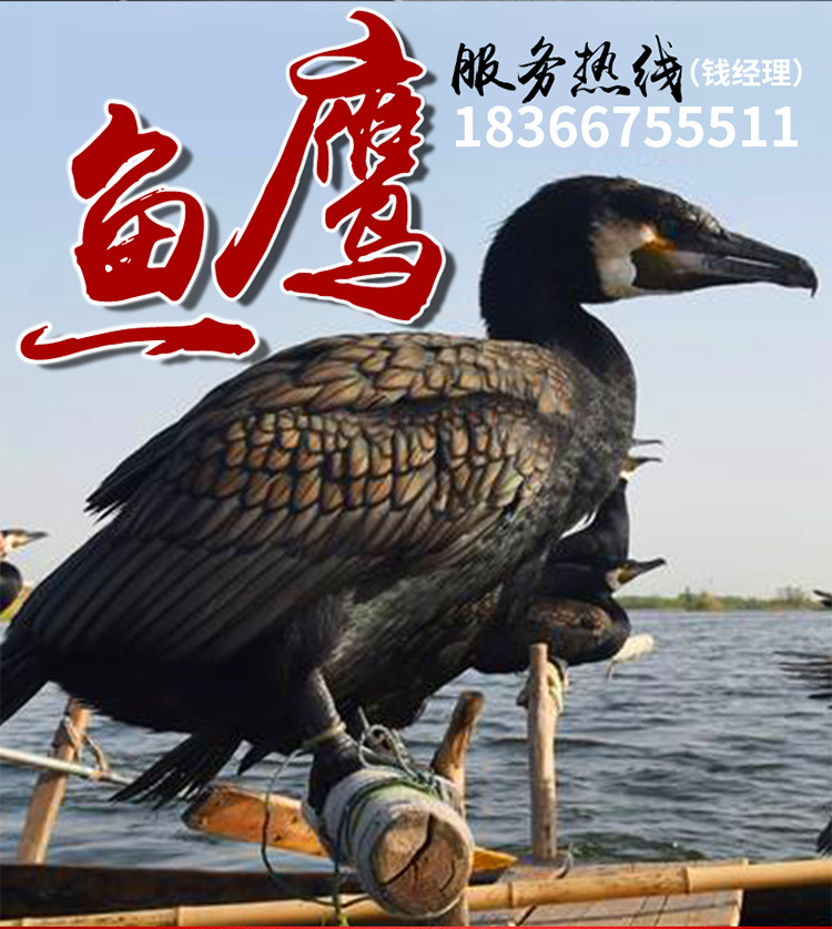 鱼鹰_03