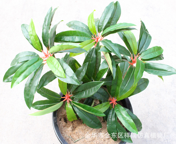 XRB-159单枝胶让木叶28叶4