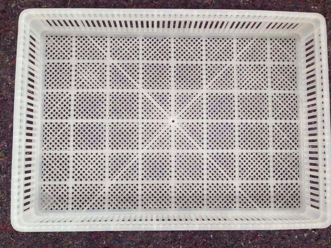 鸭苗筐 白色PE塑料透气养殖场鸭苗筐 育雏筐物流塑料周转筐