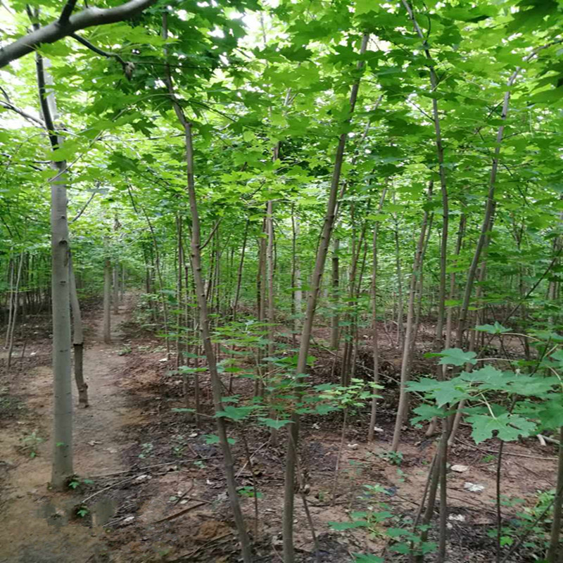 微信图片_20170814101353_副本