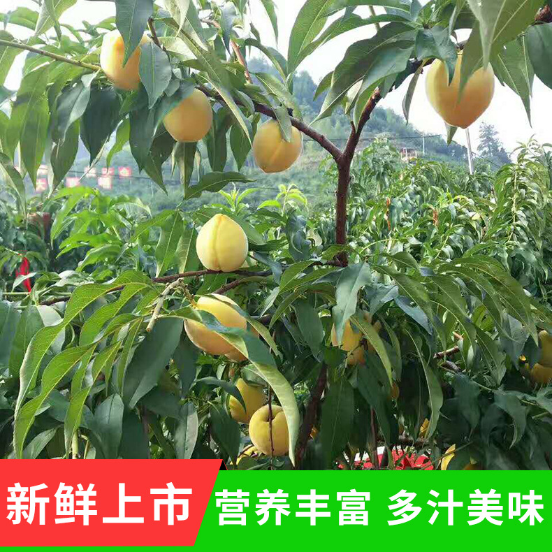 湖南特色水果 新鲜桃子 锦绣黄桃 产地直销 批发/零售 5斤包邮|ru