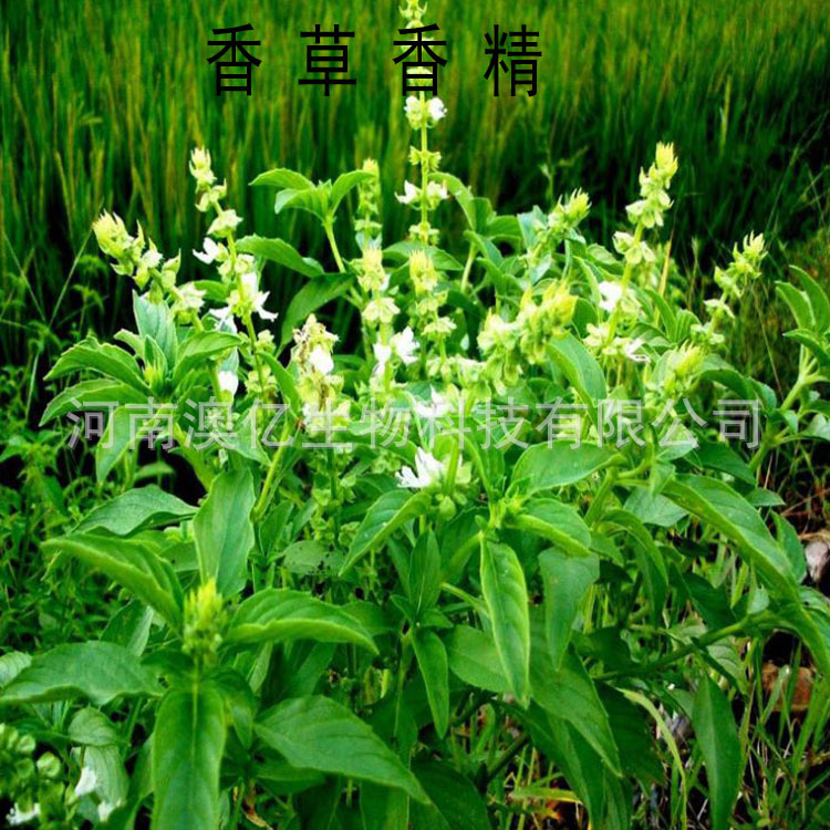 浓缩耐高温 香草粉末香精 食品级 增味增香 香草味香精