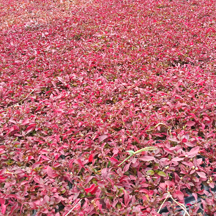 QQ图片20170827175620