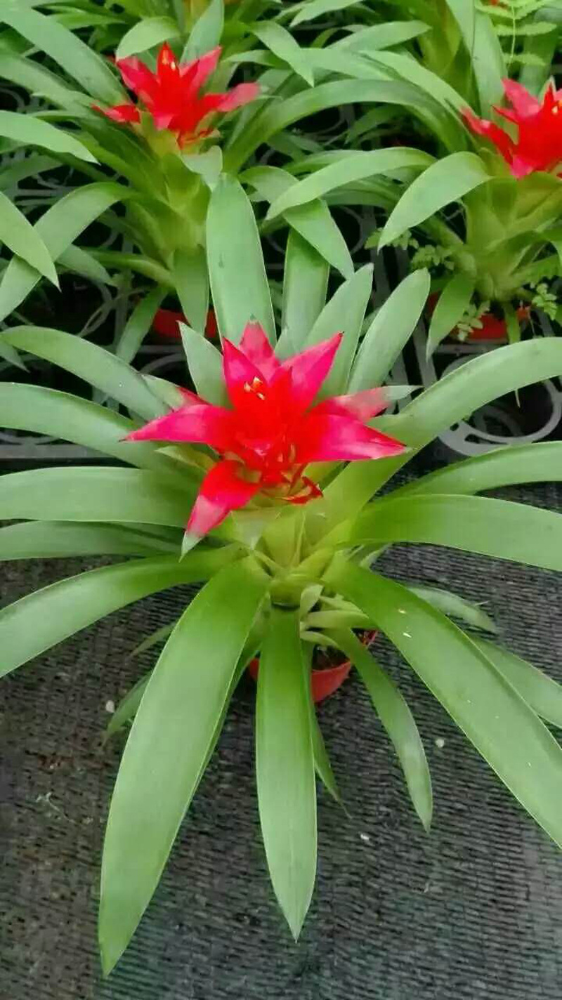 【基地直供】观赏凤梨花卉植物盆景小盆栽鸿运当头(A90)小红星-阿里巴巴