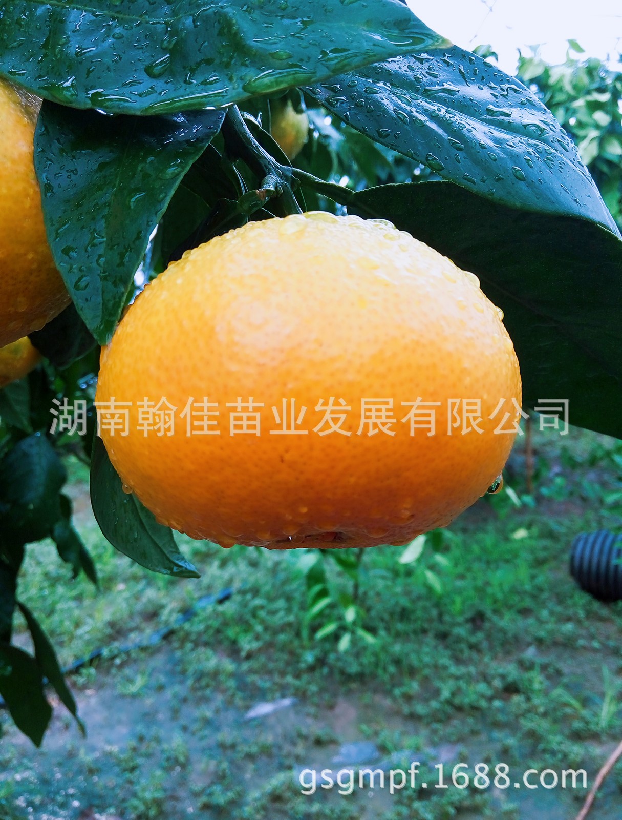 湖南果树苗_湖南果树苗 红美人桔子 桔树苗 橘