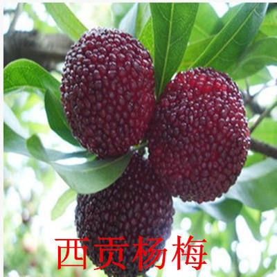 Bán buôn cây cây giống thực Yangmei Yangmei cây giống tiếp thị trực tiếp chất lượng cao cây giống cây ăn quả trong chậu bayberry đỏ cây Myrica Cây ăn quả