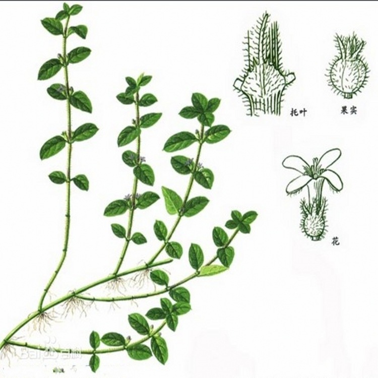 黄毛耳草1