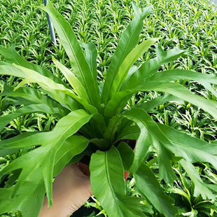 Base Direct Sales Fern Small Potted Plant to Purify the Air (A110) Antler Bird's Nest Fern