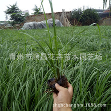 狼尾草种植基地批发 多年生观赏草紫穗狼尾草 护坡绿化狼尾草杯苗