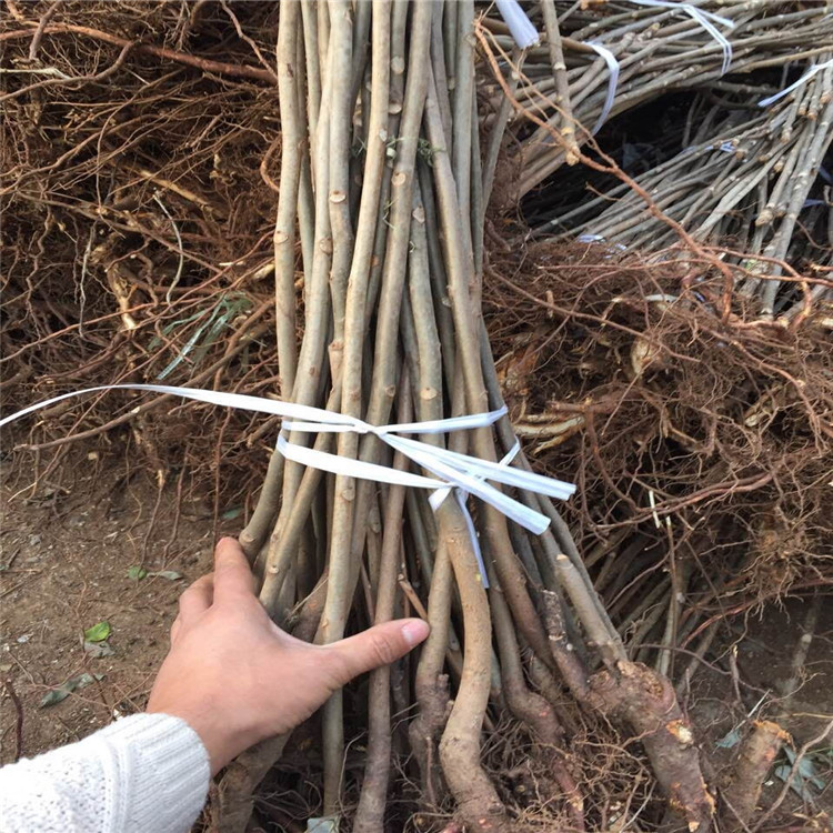 0A8AD14B5B2891F80BC42E4A555273