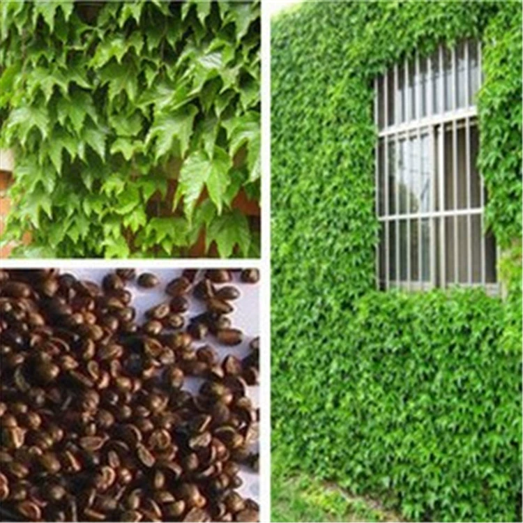 Партеноцисс Лиана рассада вьющаяся лоза растение большой рассада крытый балкон цветы Four Seasons горшечные садовые вьющиеся семена растений