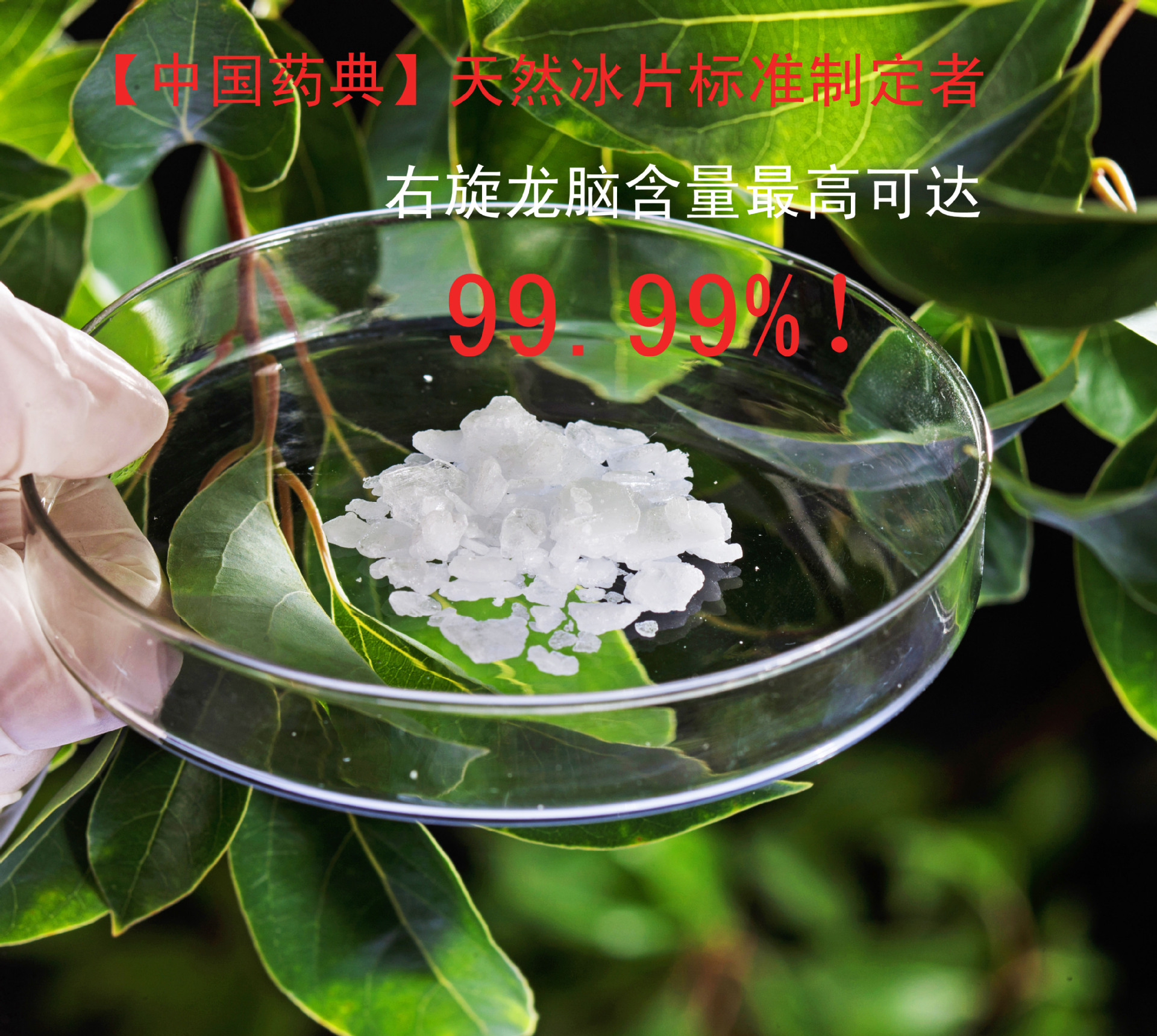 天然龙脑油 植物香料龙脑油-阿里巴巴