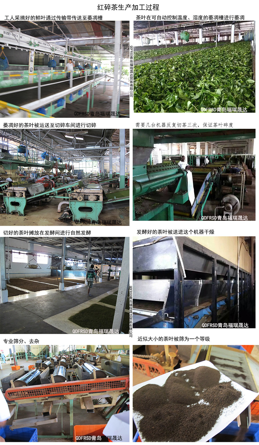红碎茶的加工过程