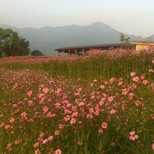 �����������O�ݻ���ɫ�M���ǷN�ӳ��G�����׻��zʯ��ϼ�ݻ�����