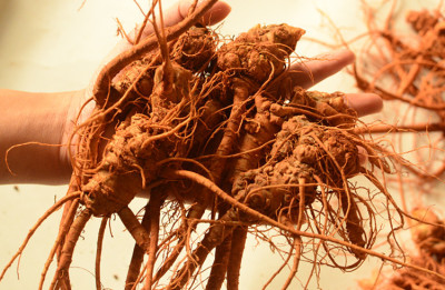 腾益堂批发云南文山现挖现发新鲜三七春生田七500g量大从优