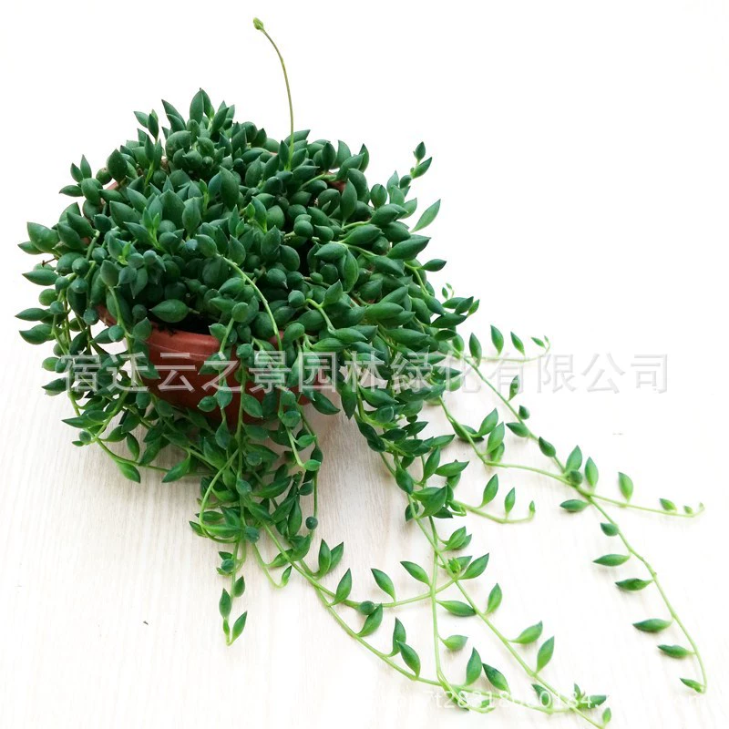 Оптовые поставки суккулентов в горшках: комбинация растений — перламутровая пауковидная растение, слезы Будды, фиолетовый лист, золотая рыбка, золотое сердце.