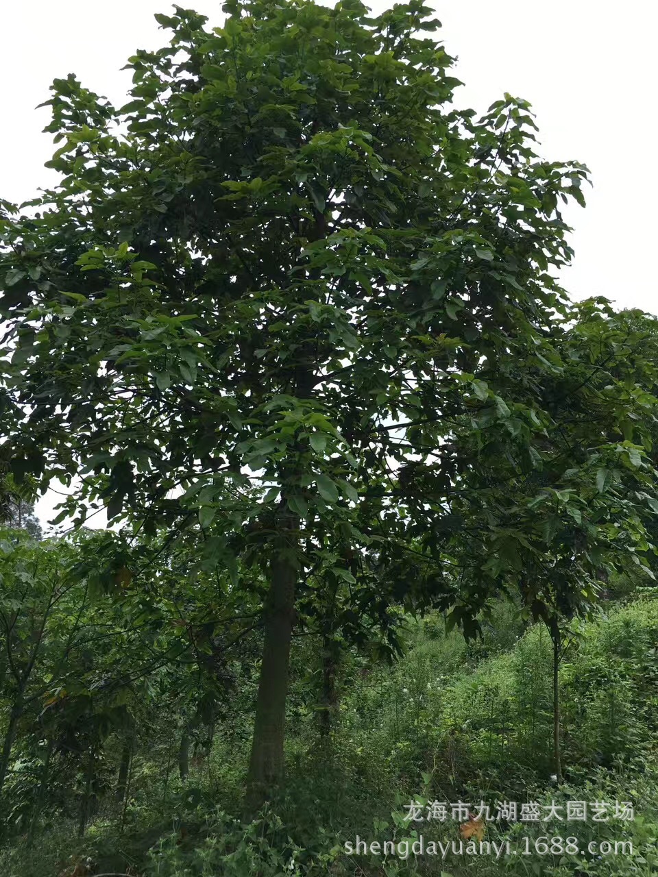 福建批发澳洲火焰木 供应移植火炬树报价 深圳火焰木价格-阿里巴巴