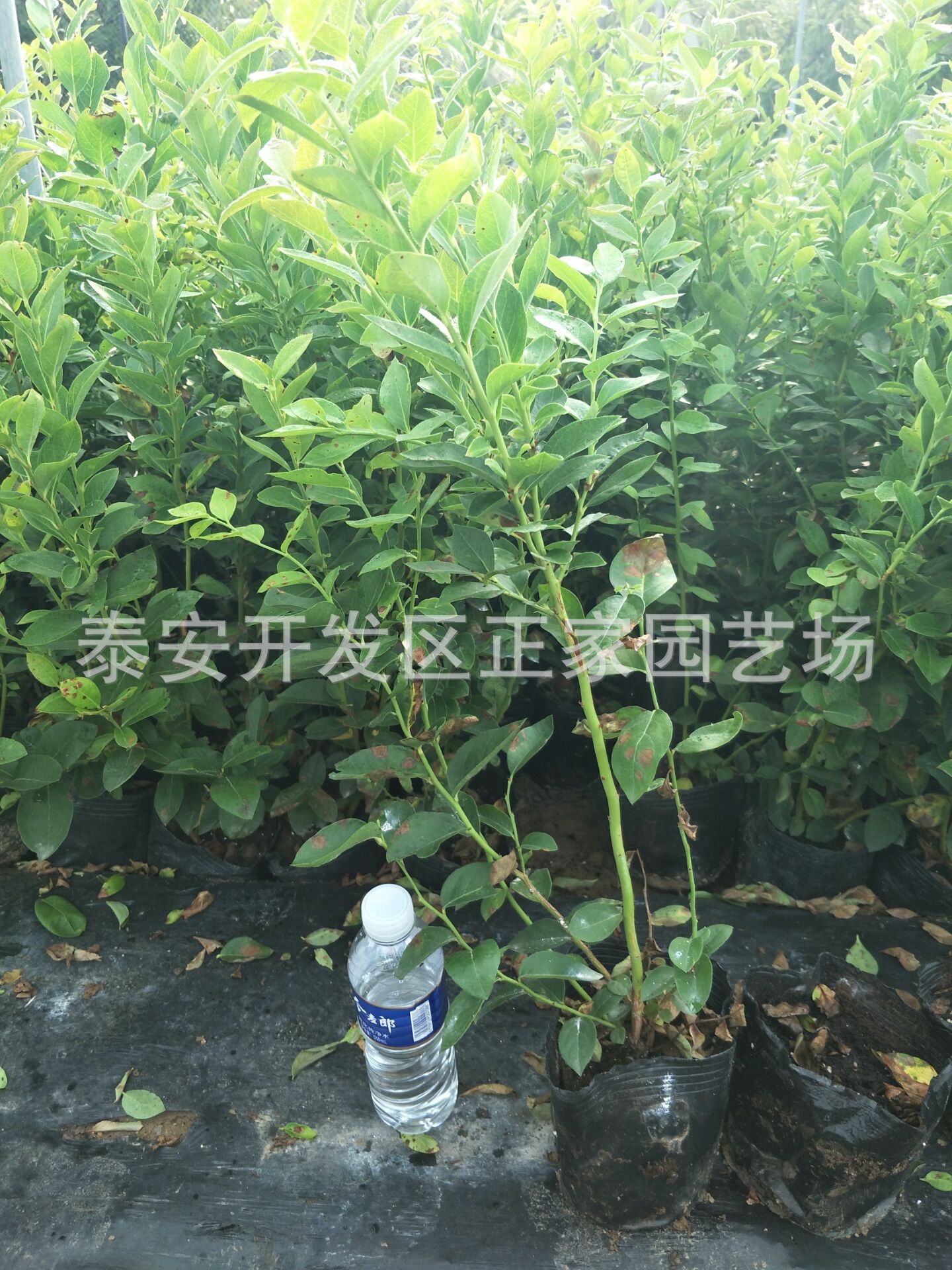 QQ图片20171003155411