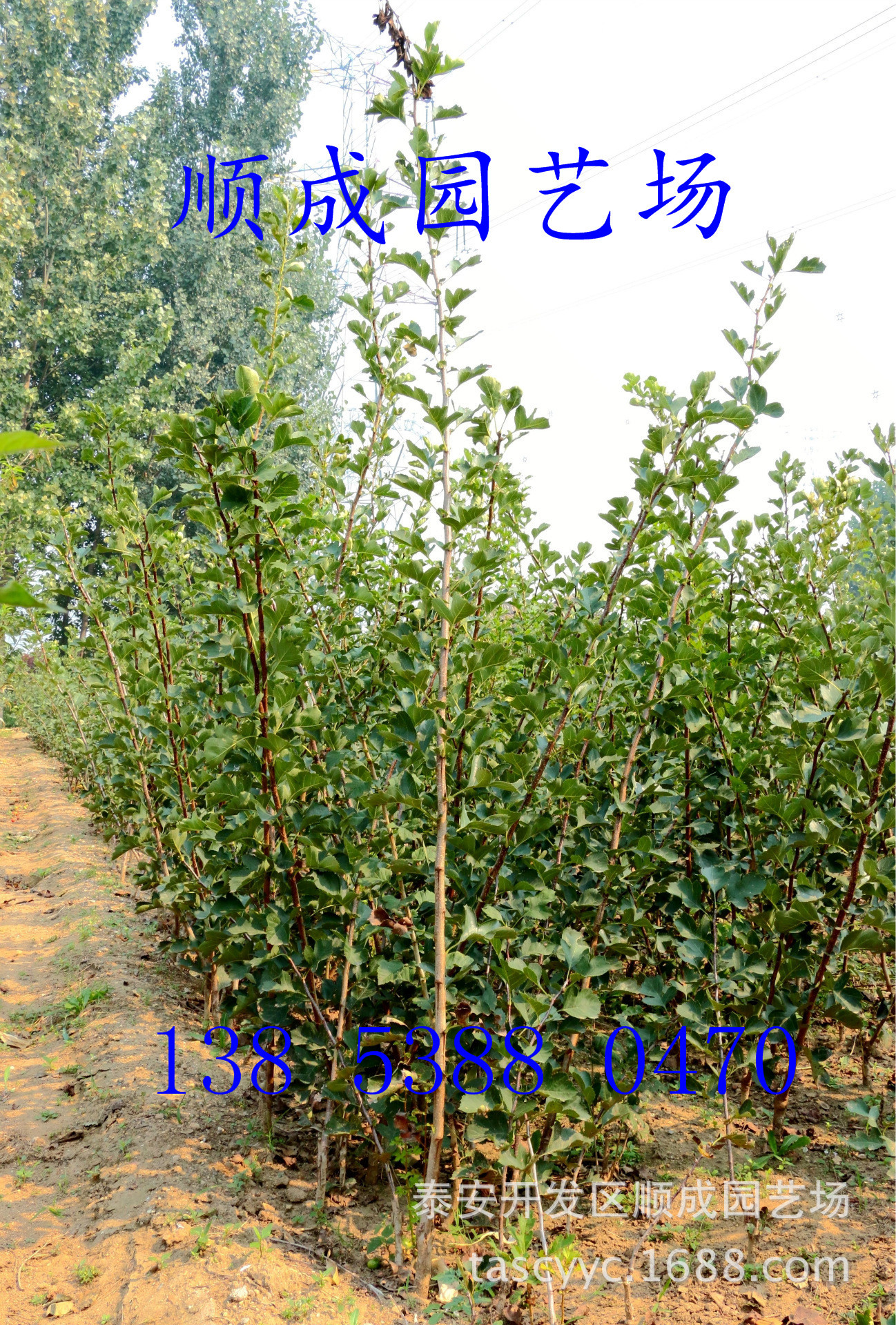 3547459346_1008481277_副本