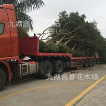 tƤl ݼtƤŃr 3-20С~tеG