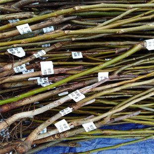 ��Ƥ������Ʒ�N �޽Ӻ������������ ������������ �����ֺ���