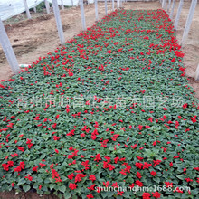 һ���t�r��̾G������һ���t���Ի���С�^��λ��[�ݻ�