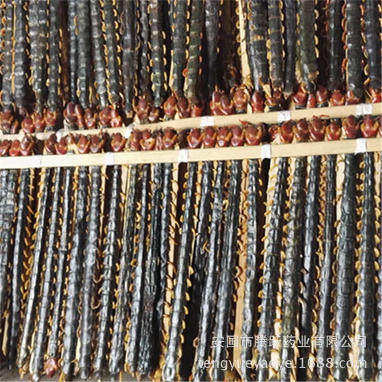 Dried Whole Centipede Wu Gong 500g Chinese Herbal Material Scolopendra Subspinipes Mutilans quality and texture