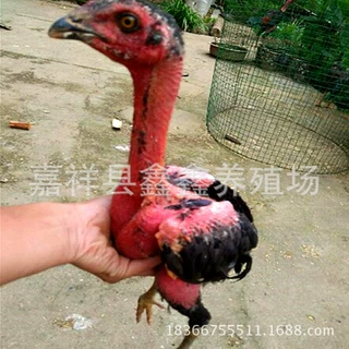 养殖场出售纯种越南斗鸡 景区参加比赛的斗鸡 泰国斗鸡活体出售