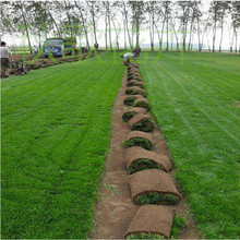 草坪基地批发直销马尼拉草坪四季青草坪果岭草高羊茅草坪欢迎订购