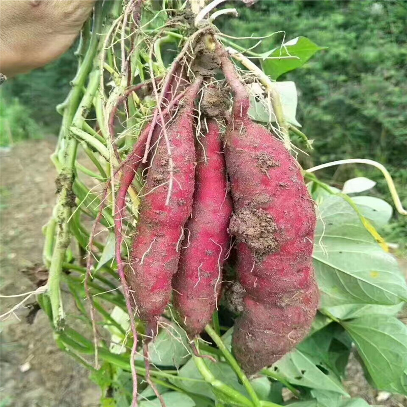 Mount Sweet potato 5 tubers Chinese chestnut Linan sweet potato Purple sweet potato Small potatoes Place of Origin Source of goods