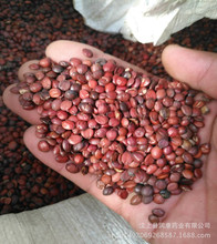 ���l�ᗗ�� �ᗗ��   ���� �w��M ����ă�  ���D�Ĕz