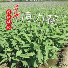 �������u������ �������r�� ˮ��ֲ����������� ǧ����ֱ�N