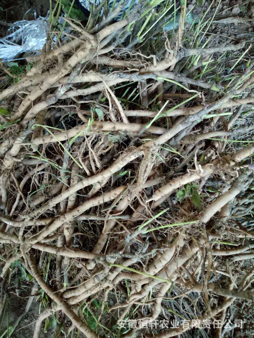 微信图片_2017090512254819