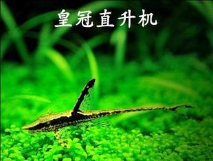 �ʹ�ֱ���C �����~���w ����� �����~�^�p�~