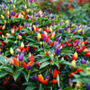 Colorful pepper Vegetable Seeds Chao Tianjiao Bolly Body Potted Room