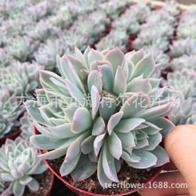 ����С�Gֲ ����ֲ�����l ���_�mŮ��