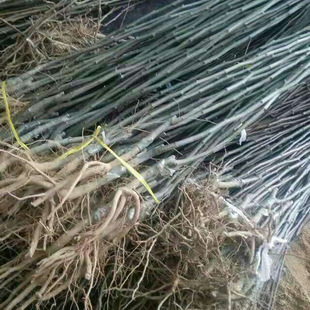 �F؛����  ������ ��Ƥ������Ʒ�Nȫ���԰l؛ �猍����������