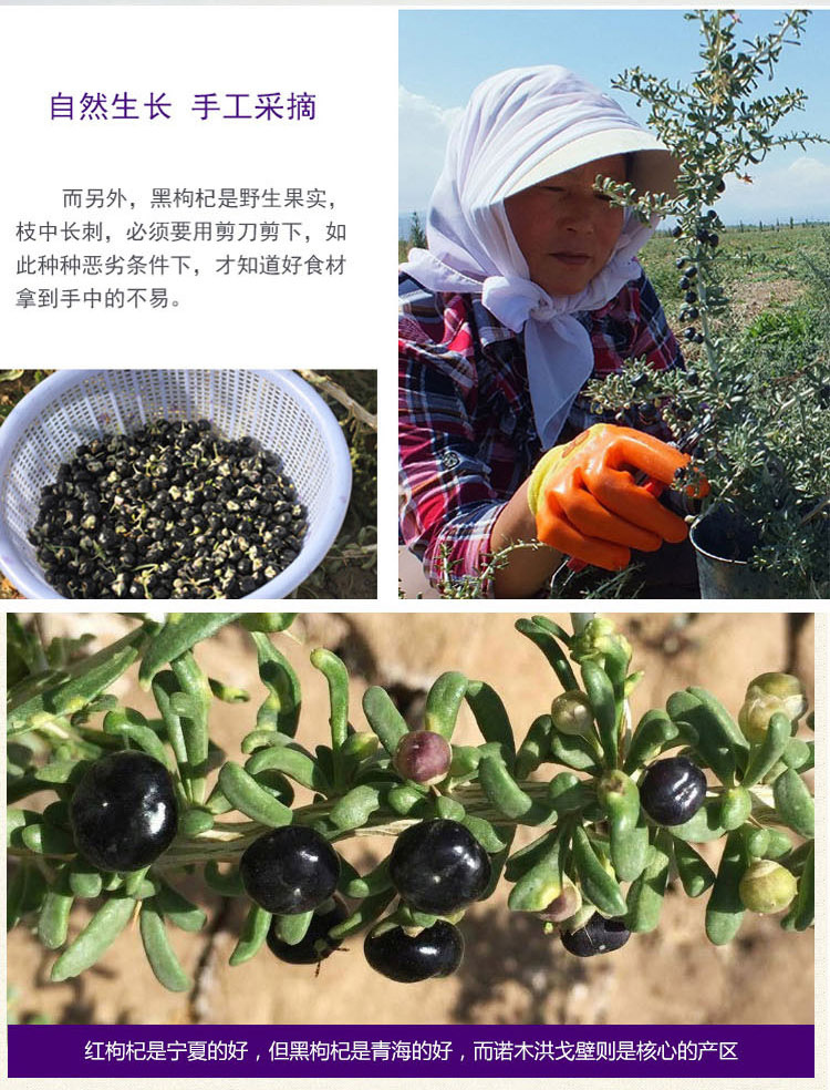 黑枸杞详情_05