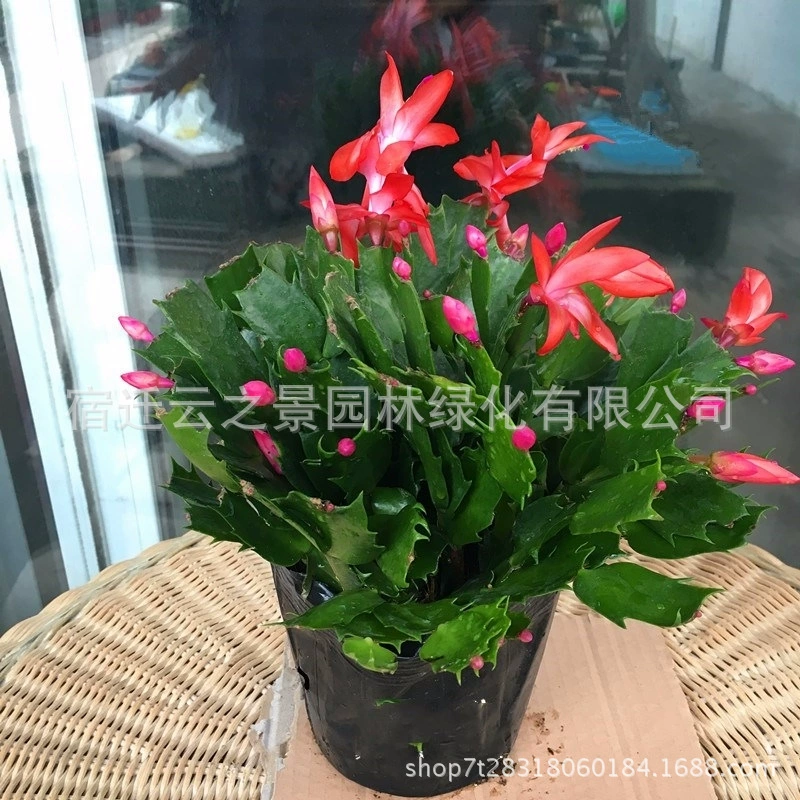 Оптовая Краб коготь Орхидея в горшке Кактус в горшке сочный кактус комнатный цветок просмотр бонсай цветение