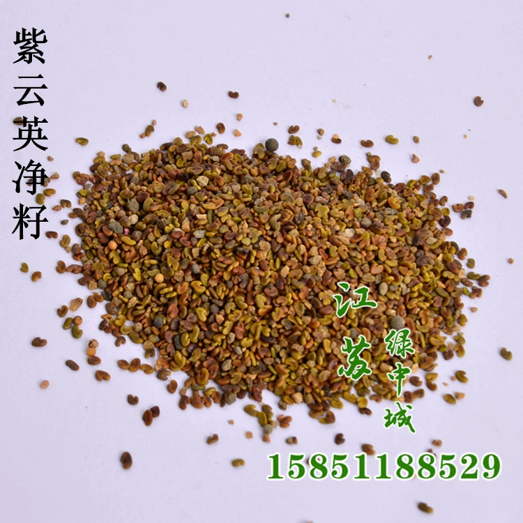 Оптовая кормовой зеленый навоз молоко Вика виды сафлор озеленение декоративное живописное место молоко Вика цветок семена травы цветок морские семена