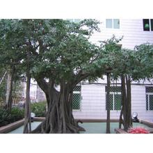 仿真榕树 大型玻璃钢榕树 专业定做园林广场人造景观绿色榕树