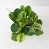 [Direct supply of the base] Green plant bonsai (A110) flower leaf jasper