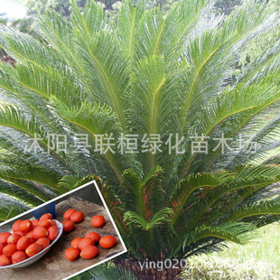 �²��F��N���̨�����K�F�N���׷Nֲ���ṩ�Nֲ���g�辰��N�N��